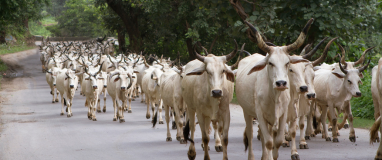 Any amount of your choice